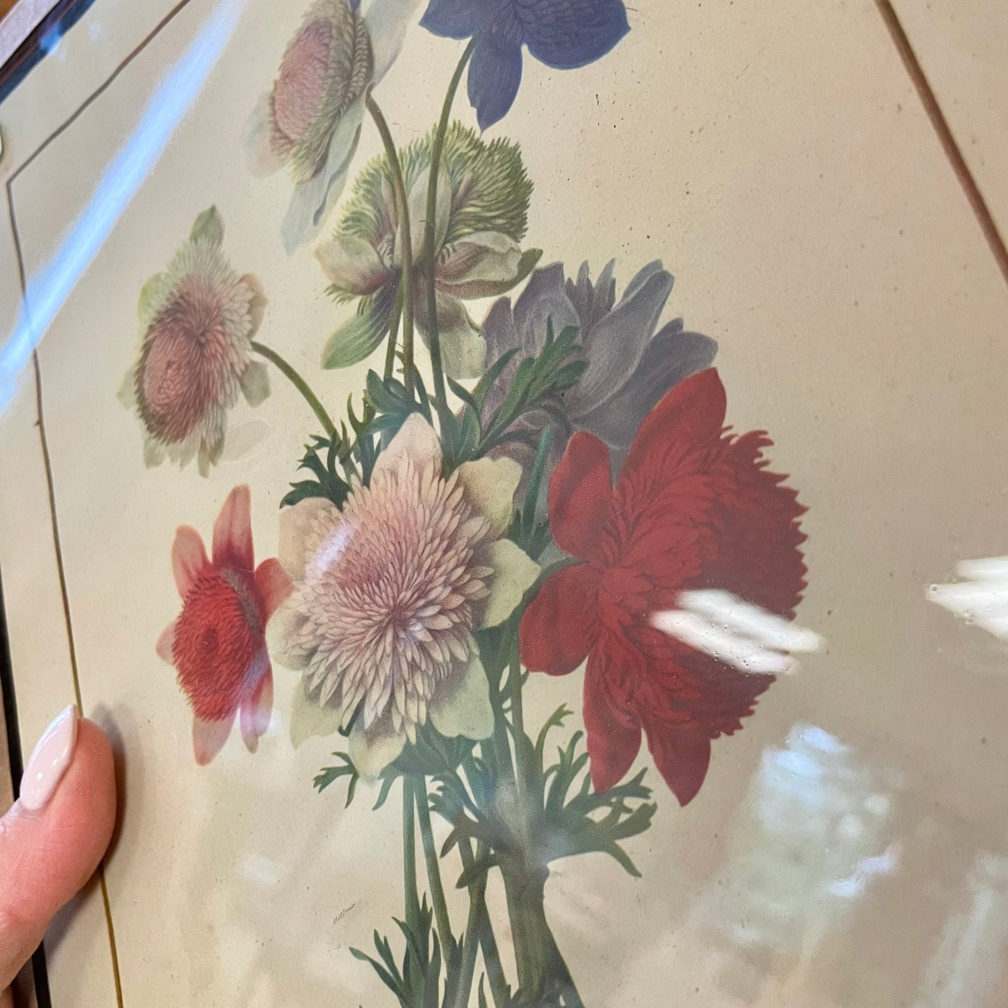 Illustration herbier