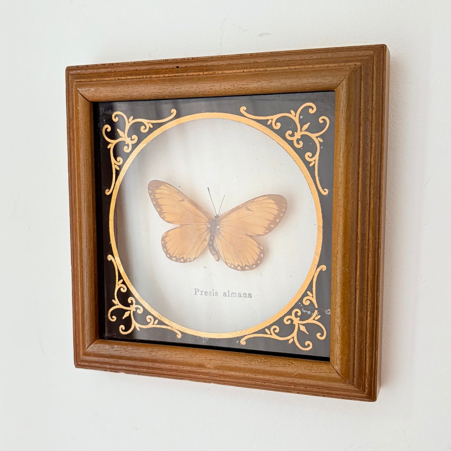 Cadre avec papillon