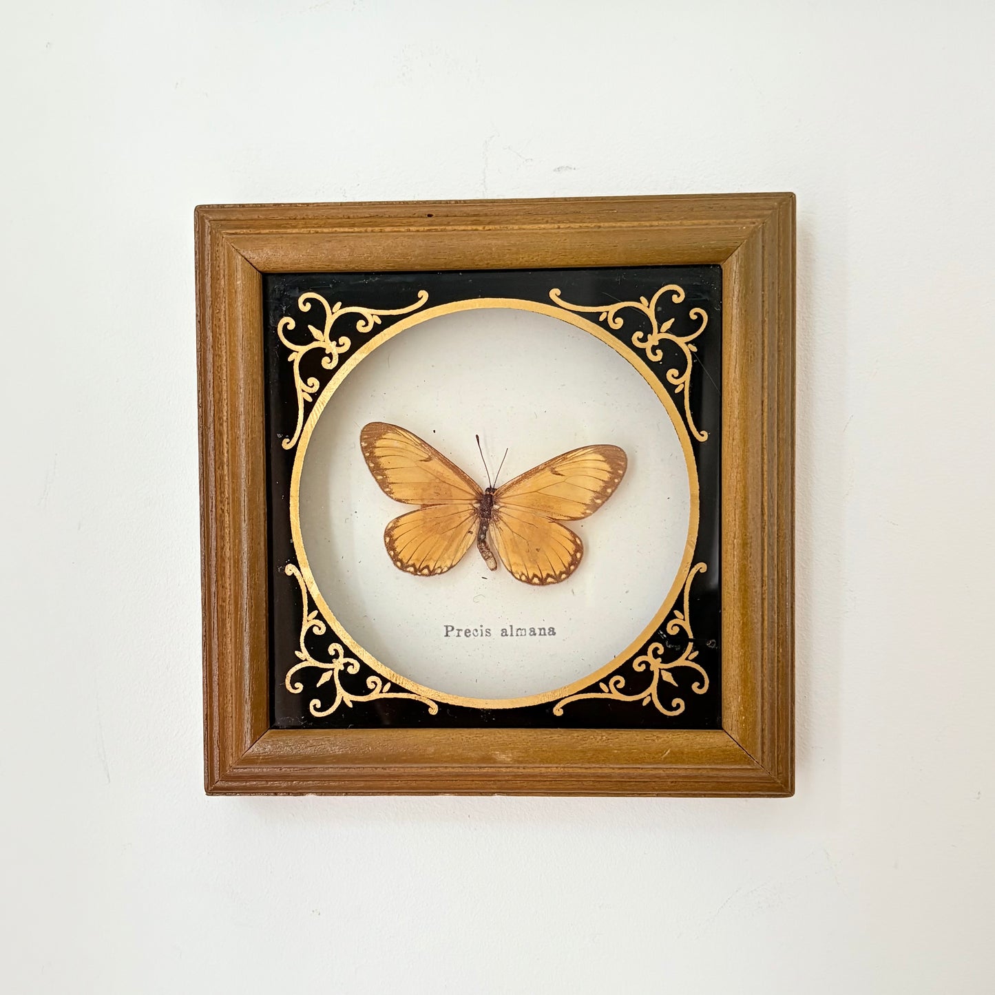 Cadre avec papillon