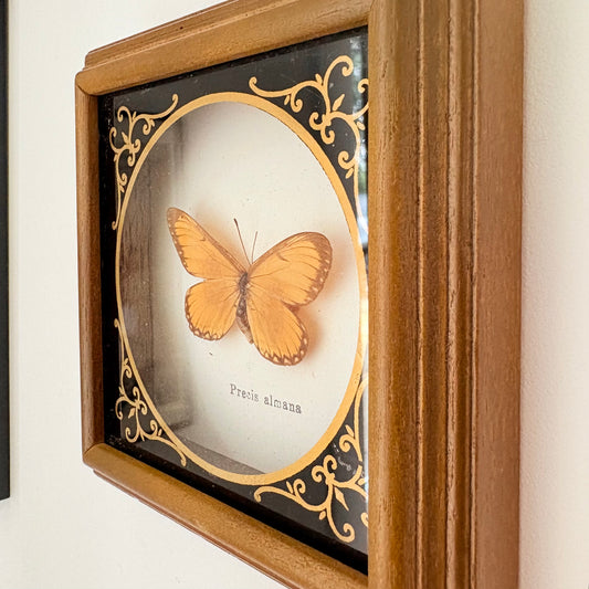 Cadre avec papillon